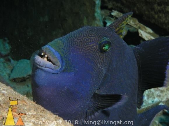 Blue or rippled triggerfish Welcome to LivingAt Blue trigger