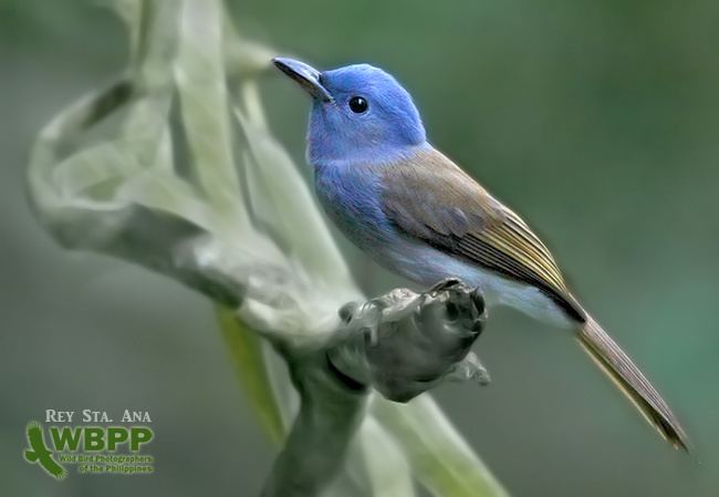 Blue paradise flycatcher orientalbirdimagesorgimagesdataimg6121paradis