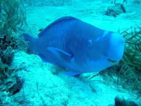 Blue parrotfish BLUE PARROT FISH BAHAMAS YouTube