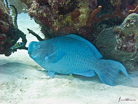Blue parrotfish marinebioorguploadScaruscoeruleus1jpg