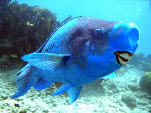 Blue parrotfish The Blue Parrotfish pics