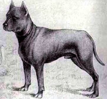 Blue Paul Terrier - Alchetron, The Free Social Encyclopedia