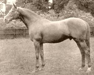 Blue Peter (British horse)