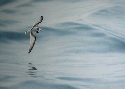 Blue petrel Blue Petrel