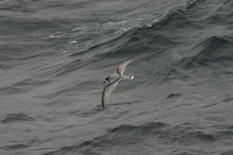 Blue petrel Blue petrel New Zealand Birds Online