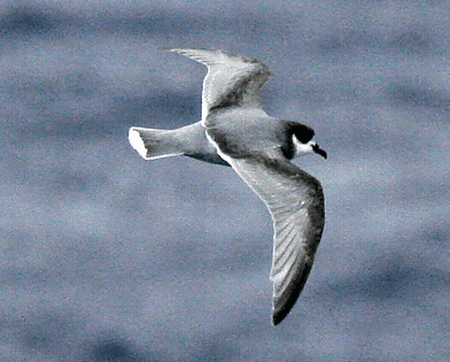 Blue petrel Blue Petrel Halobaena caerulea Planet of Birds