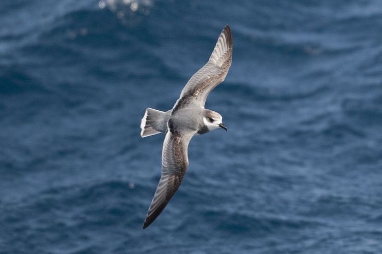 Blue petrel Blue Petrel Facts pictures amp more about Blue Petrel