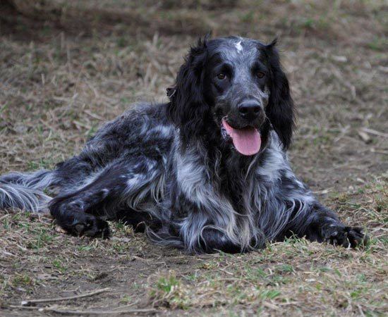 Blue Picardy Spaniel Brighthope Kennels Blue Picardy Spaniels HOME