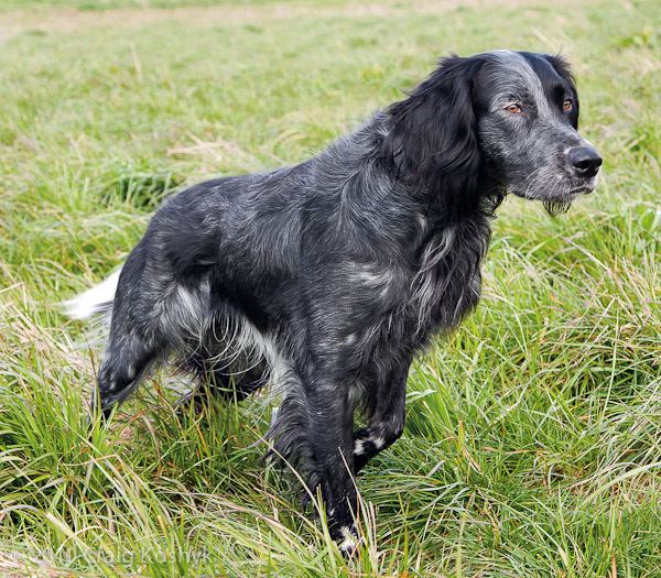 Blue Picardy Spaniel Pointing Dog Blog Breed of the Week The Blue Picardy Spaniel