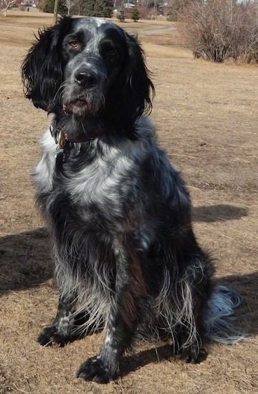 Blue Picardy Spaniel wwwdogbreedinfocomimages28BluePicardySpanielBl