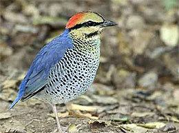 Blue pitta Pittas of Thailand birdwatching in Thailand thaibirdingcom