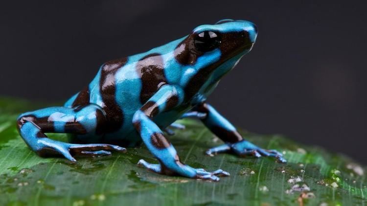 Blue poison dart frog Poison Dart Frog