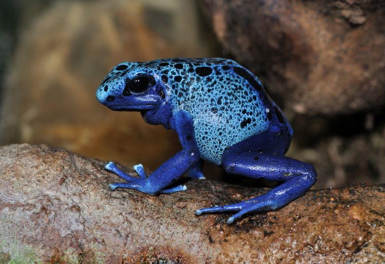 Blue poison dart frog Blue poison dart frog Wikipedia