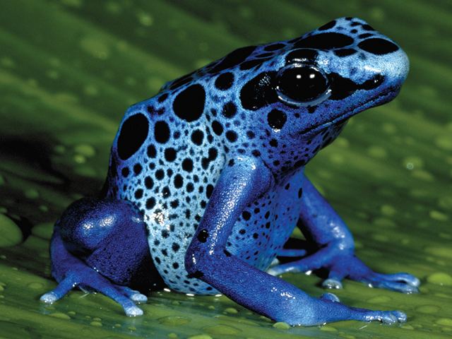 Blue poison dart frog National Aquarium Blue Poison Dart Frog