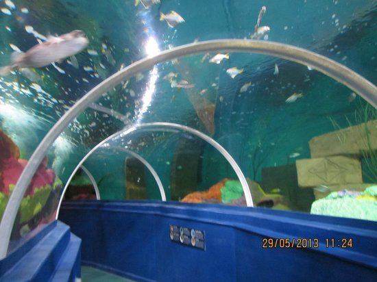 Blue Reef Aquarium Blue Reef Aquarium Portsmouth England Top Tips Before You Go
