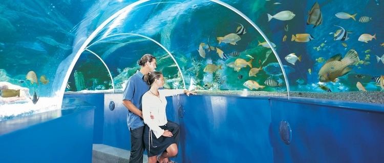 Blue Reef Aquarium Blue Reef Aquarium Attractions Best Days Out Cornwall Things To