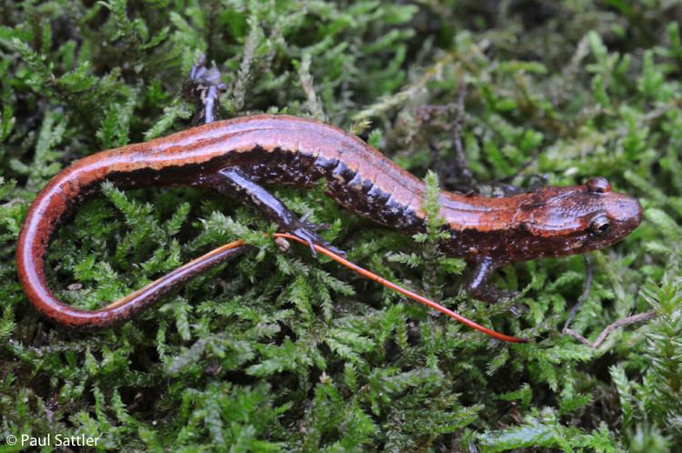Blue Ridge dusky salamander wwwvirginiaherpetologicalsocietycomamphibianss