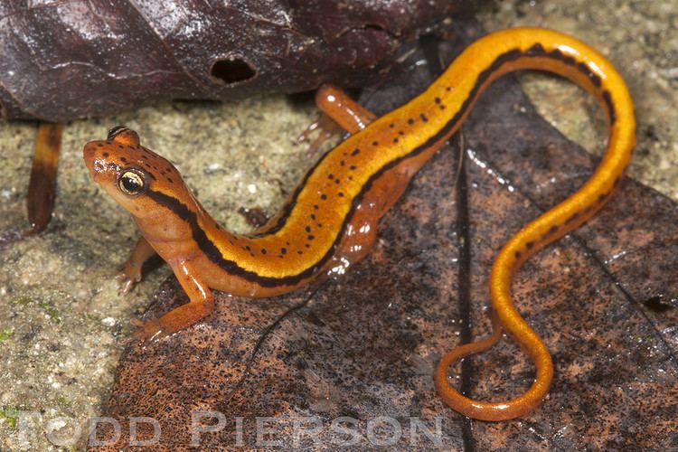 Blue Ridge two-lined salamander httpsc1staticflickrcom541384810113355903a