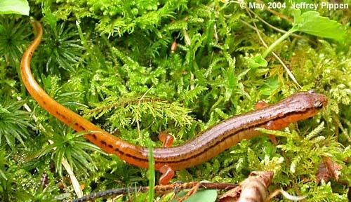 Blue Ridge two-lined salamander Blue Ridge Twolined Salamander Eurycea wilderae