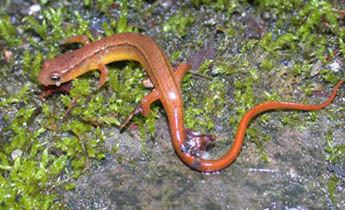 Blue Ridge two-lined salamander Species Profile Blue Ridge Twolined Salamander Eurycea wilderae