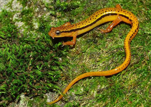Blue Ridge two-lined salamander Blue Ridge TwoLined Salamander Eurycea wilderae a photo on