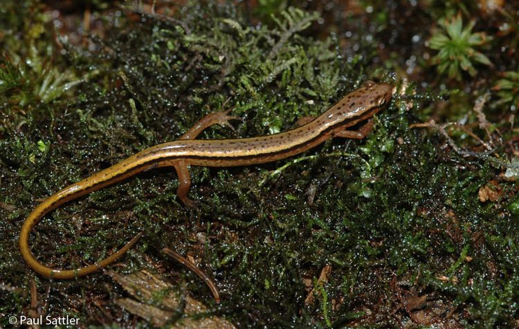 Blue Ridge two-lined salamander Blue Ridge Twolined Salamander