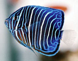 Blue ring angelfish animalworldcomencyclomarineangelsimagesBlue
