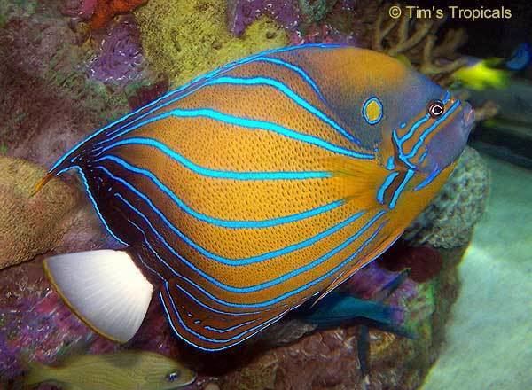 Blue ring angelfish Blue Ring Angelfish Pomacanthus annularis Tim39s Tropical Fish and