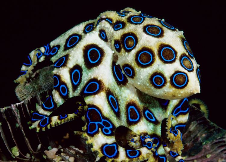 Blue-ringed octopus BlueRinged Octopus One Of The World39s Most Venomous Marine Animals