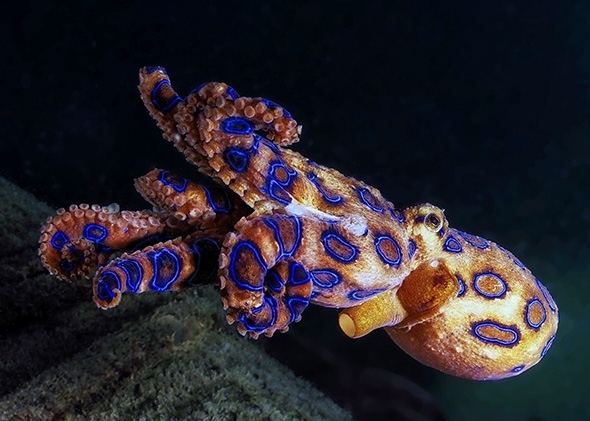 Blue-ringed octopus Blueringed octopus venom causes numbness vomiting suffocation death