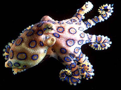 Blue-ringed octopus Blueringed Octopuses Hapalochlaena maculosa MarineBioorg