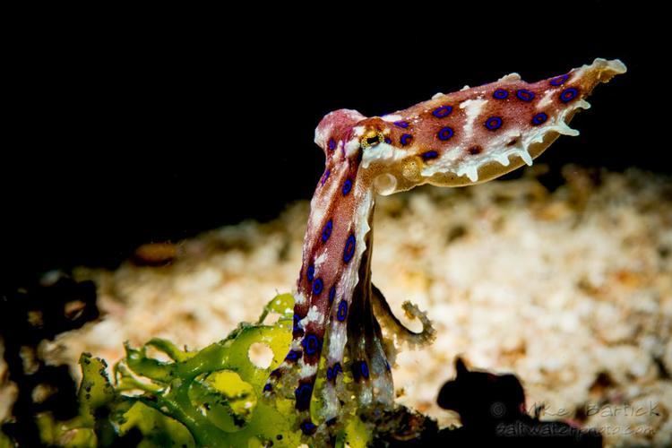 Blue-ringed octopus Blue Ringed Octopus Facts and Underwater PhotosUnderwater