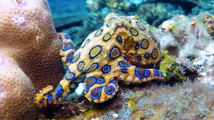 Blue-ringed octopus httpsiytimgcomvi3Bt1LvpZ1Oomaxresdefaultjpg