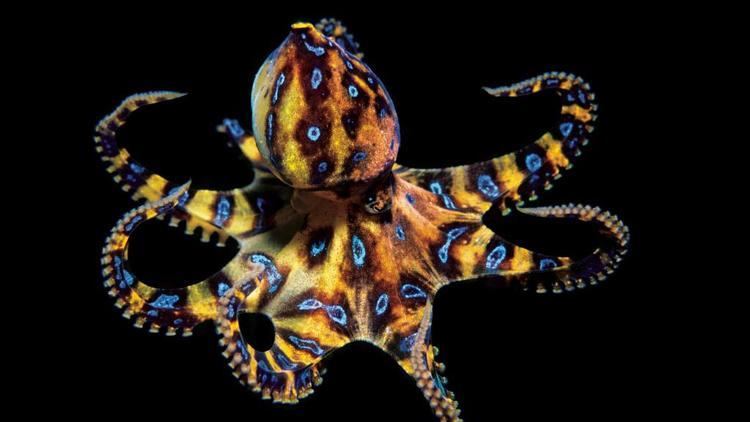 Blue-ringed octopus Blueringed octopus picked up on shell by two young children at