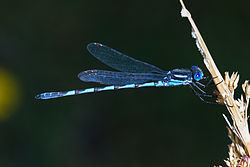 Blue ringtail httpsuploadwikimediaorgwikipediacommonsthu