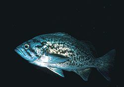 Blue rockfish httpsuploadwikimediaorgwikipediacommonsthu
