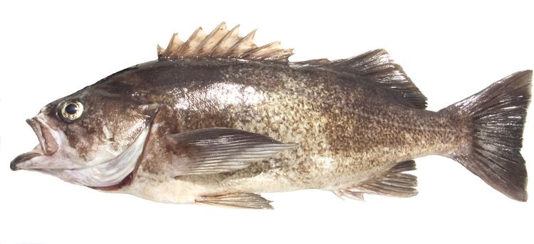 Blue rockfish Bottomfish Identification Guide Blue Rockfish Sebastes mystinus