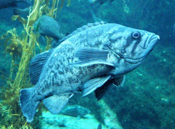 Blue rockfish New Species Ocean Whitefish and Blue Rockfish