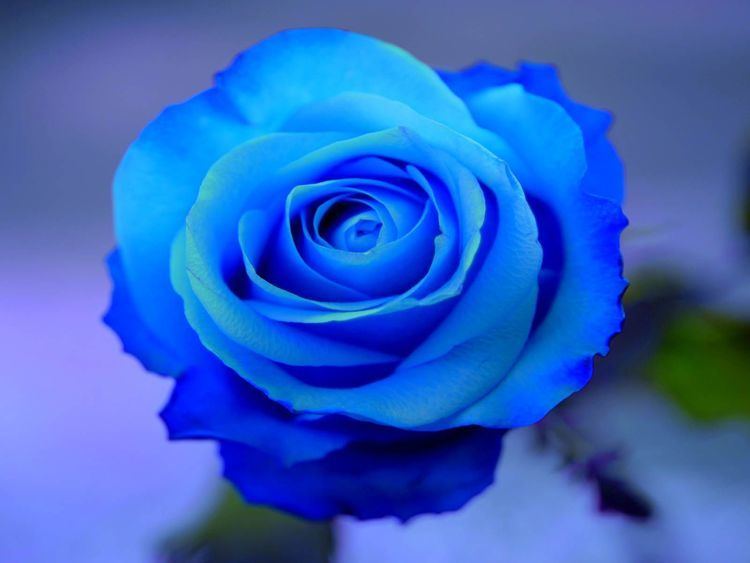 Blue rose 1000 images about rose on Pinterest Turquoise Yellow roses and