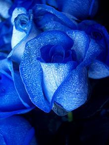 Blue rose httpsuploadwikimediaorgwikipediacommonsthu