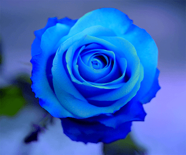 Blue rose blue rose Kabloom Flowers Blog