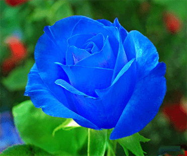 Blue rose Blue Rose Live Wallpaper Android Apps on Google Play