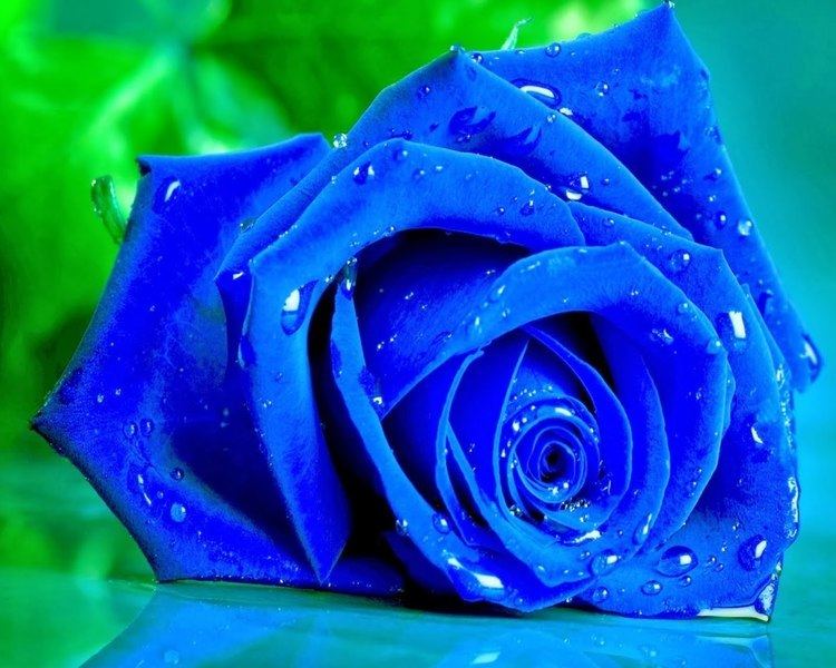Blue rose Blue Rose Live Wallpaper YouTube