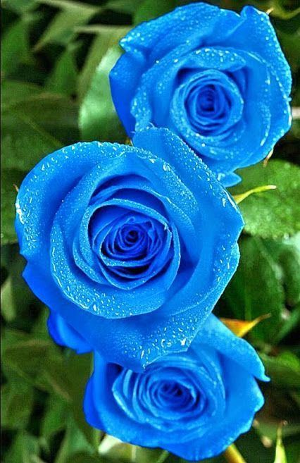 Blue rose 1000 ideas about Blue Roses on Pinterest Single rose Roses and