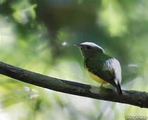 Blue-rumped manakin More on Lepidothrix isidorei Bluerumped Manakin
