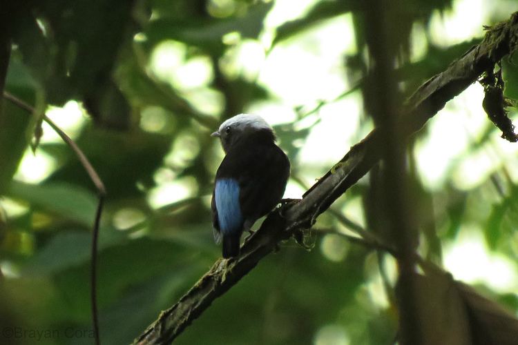Blue-rumped manakin Bluerumped Manakin Lepidothrix isidorei Bluerumped Man Flickr