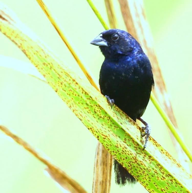 Blue seedeater Blue Seedeater Amaurospiza concolor videos photos and sound