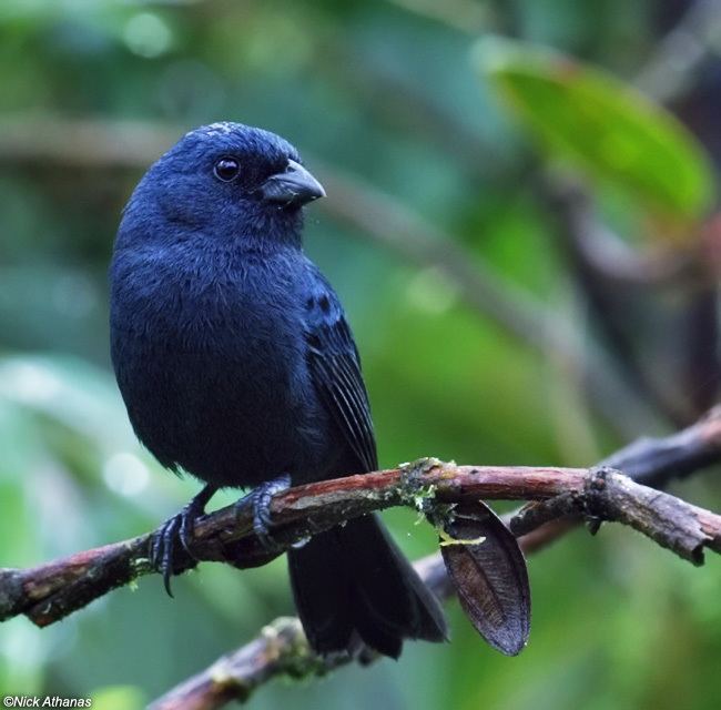 Blue seedeater antpittacom Photo Gallery Cardinalidae