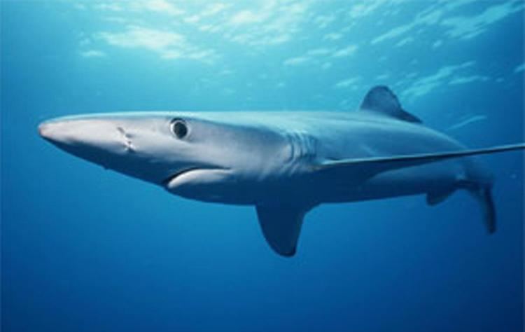 Blue shark - Alchetron, The Free Social Encyclopedia