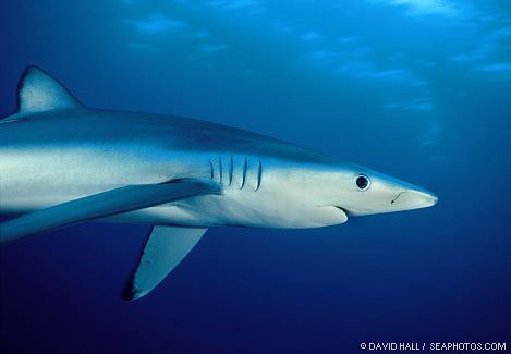 Blue shark Blue Sharks Prionace glauca MarineBioorg